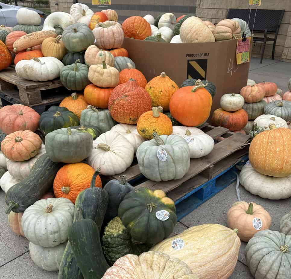 different types of pumpkins at Trader Joe's