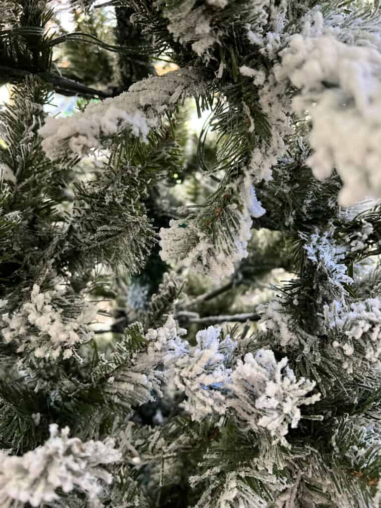 King of Christmas Trees: Worth the Hype? 2